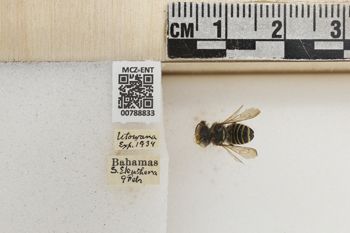 Media type: image;   Entomology 788833 Aspect: Labels